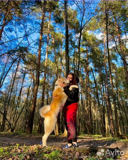 Акита ину вязка