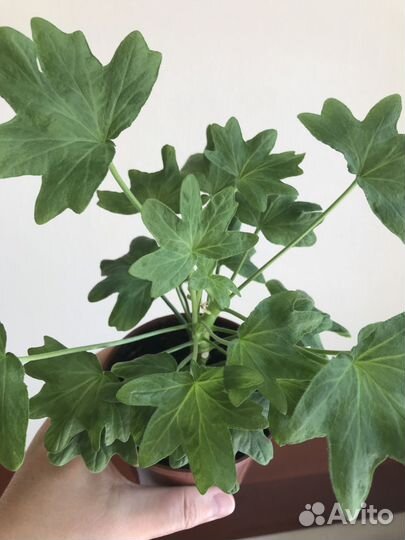 Стеллар пеларгонии