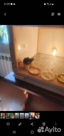 Инкубатор + брудер