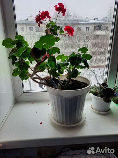 Герань красная