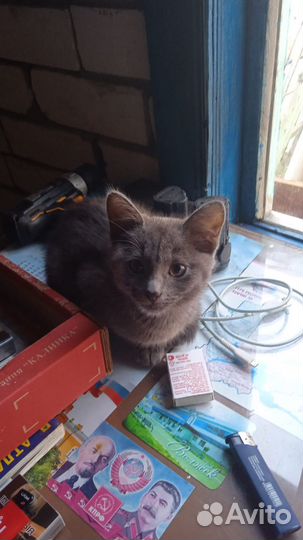 Дымчатая девочка