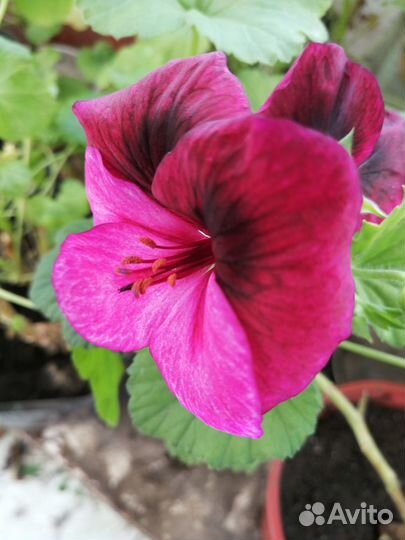 Королевские пеларгонии