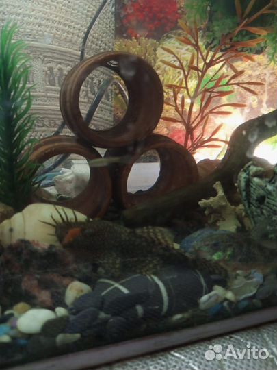 Рыбки аквариумные