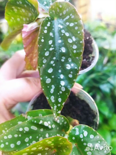 Бегония Альба пикта(макулата)