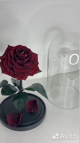 Живая роза в колбе