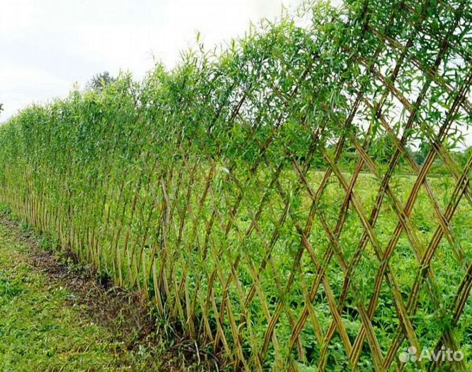 Плетёная живая изгородь из ивы