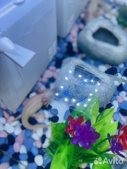 Аксолотль с аквариумом