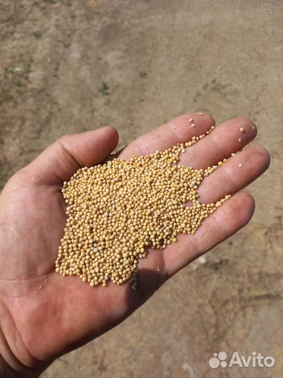 Горчица белая на сидерат. Сорт 