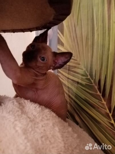 Канадский сфинкс котенок