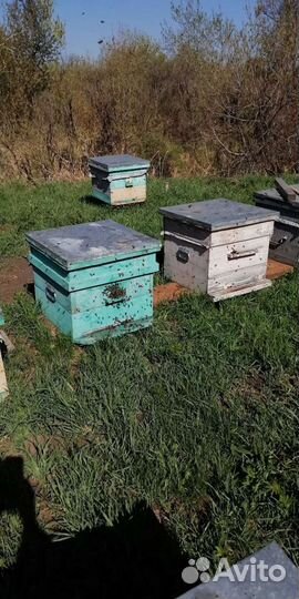 Пчелосемьи