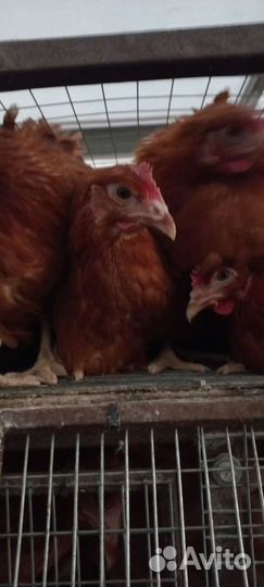 Куры молодки