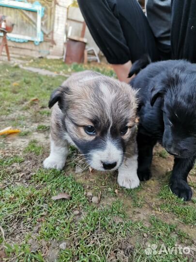Щенки в добрые руки