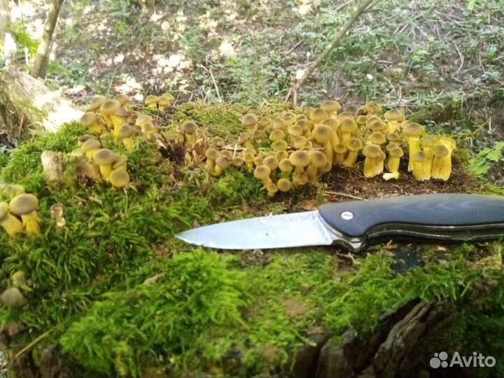 Опята маринованные