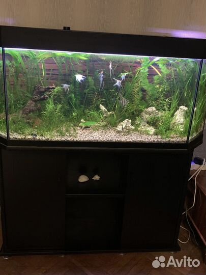 Аквариум