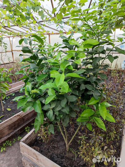 Лимонное дерево с плодами