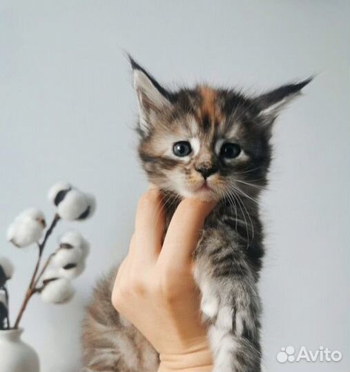 Мейн-кун котята