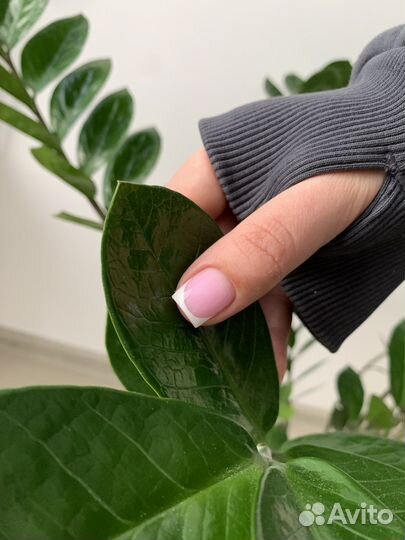 Маникюр, наращивание