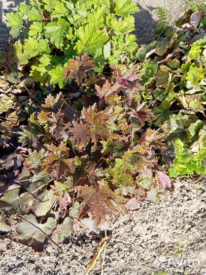 Гейхера, 3-х летняя