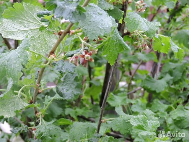 Йошта(гибрид чёрной смородины и крыжовника) купить в Чебоксарах ...