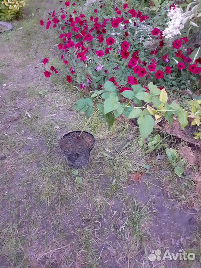 Саженцы малины жёлтой