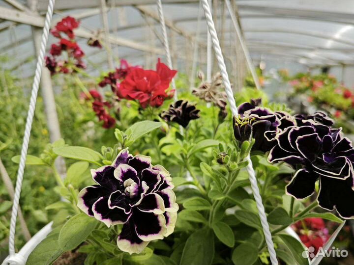 Рассада цветов