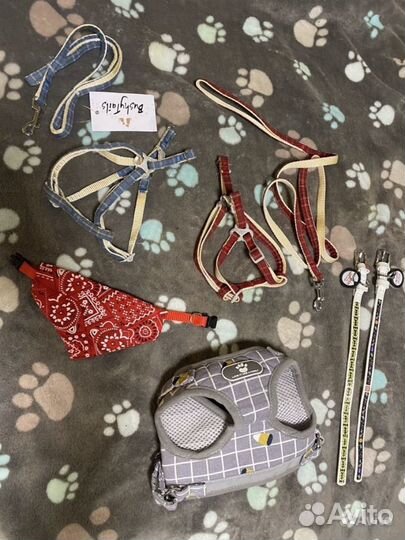 Новые шлейки и ошейники для мелких собак