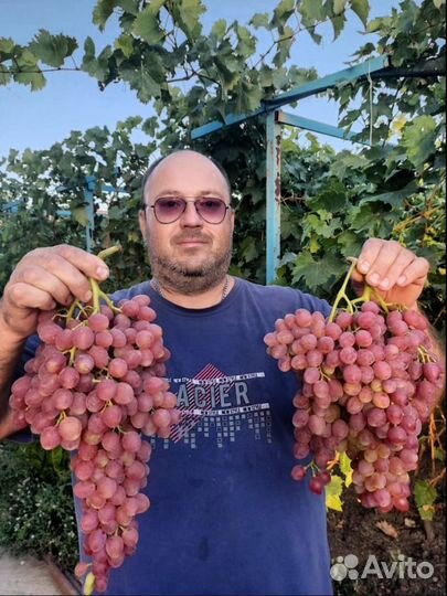 Саженцы винограда