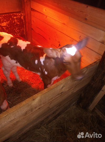 Телята(тёлки)