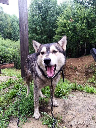 Найдена собака