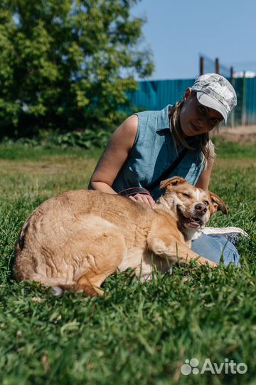 Невероятный пес