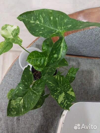 Церопегия вуда