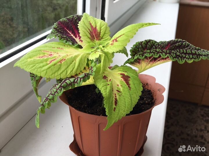 Колеус большой, маленький, отростки