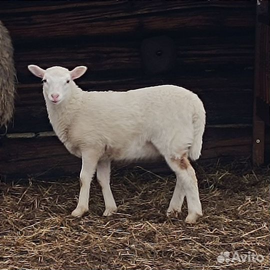 Баран катумский