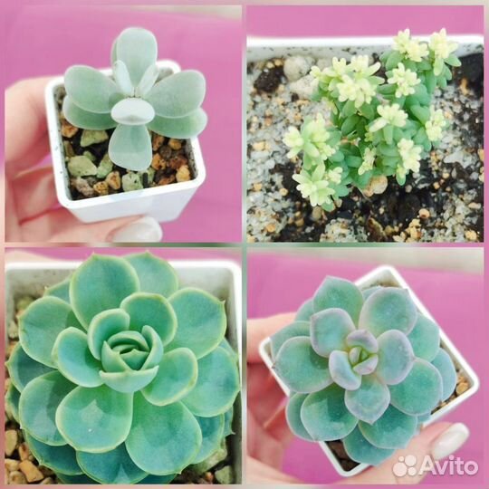 Суккуленты