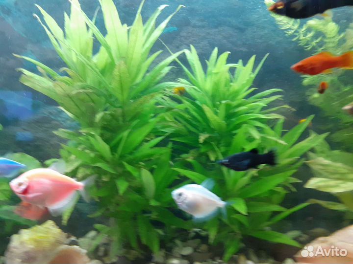 Аквариумные рыбки и растения