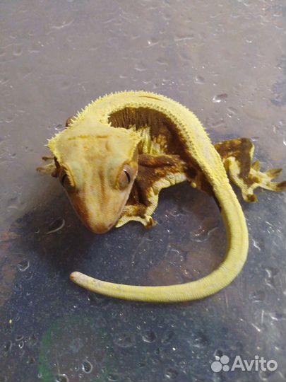 Реснитчатые бананоеды