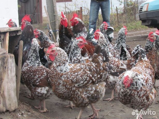 Цыплята семья ливенской ситцевой