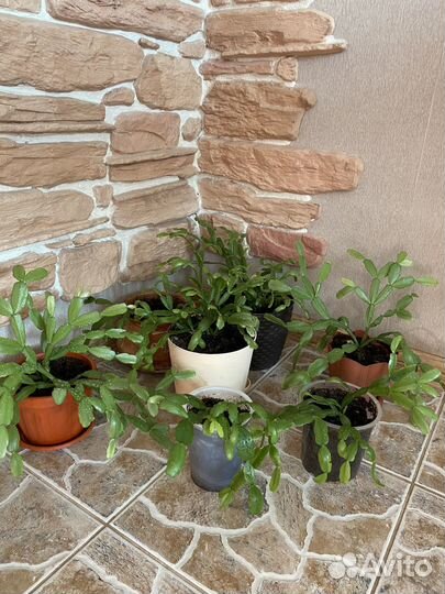 Цветок декабриста (цвет фуксии )