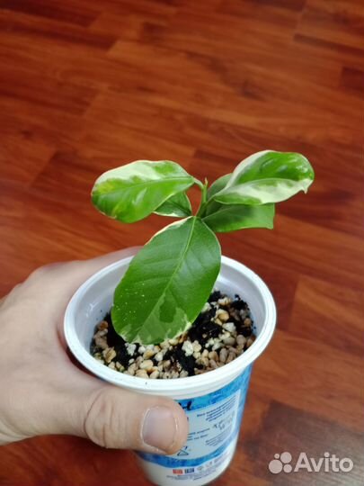 Лимон вариегатный 