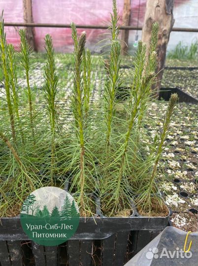 Сеянцы зкс Сосна Ель Лиственница окс Голуб Горн