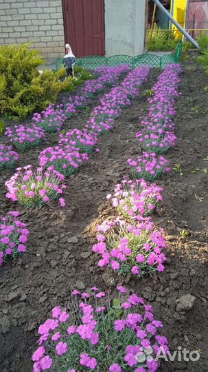 Гвоздика альпийская