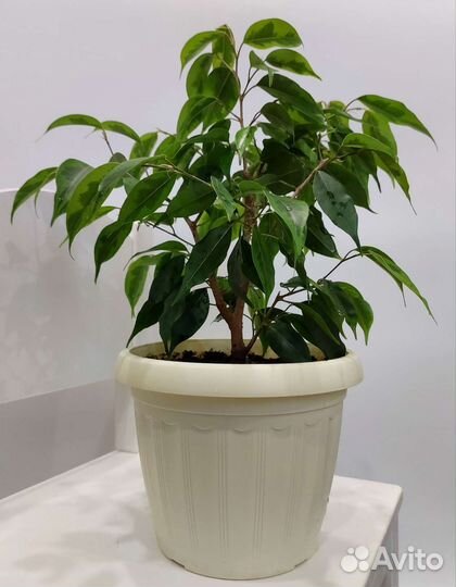 Разные комнатные цветы