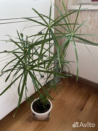 Циперус, фикус, аихризон, декабрист, крассула