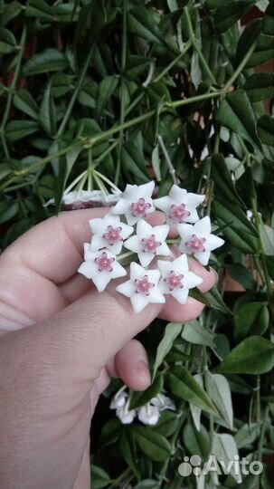 Укоренённые черенки Хойи