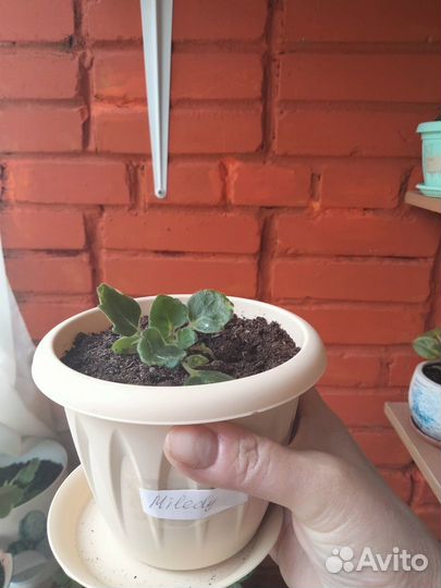 Продам сортовые фиалки
