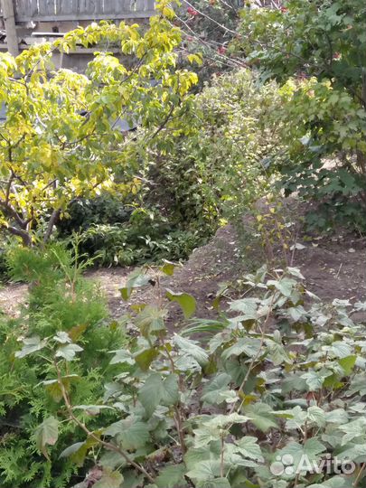 Реализация саженцев декоративных пород деревьев