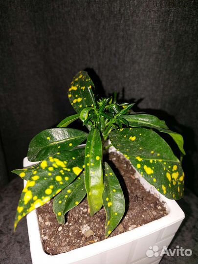 Кротон (кодиеум)