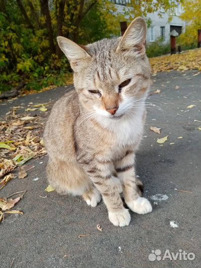 Коты бесплатно