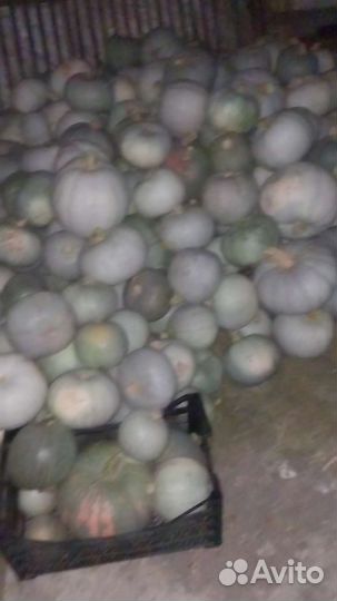 Тыква столовая