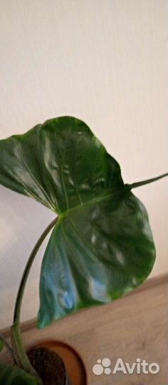 Алоказия Зебрина, Стингрей. Монстера, калатея